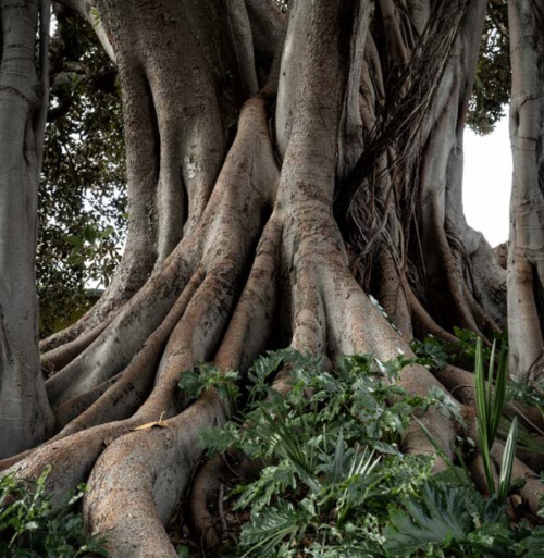 Alberi monumentali