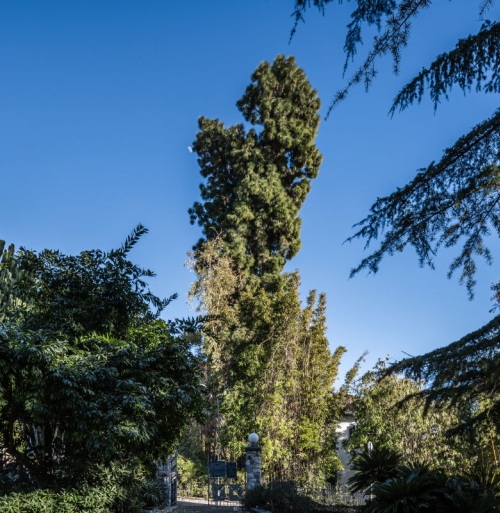 Bordighera