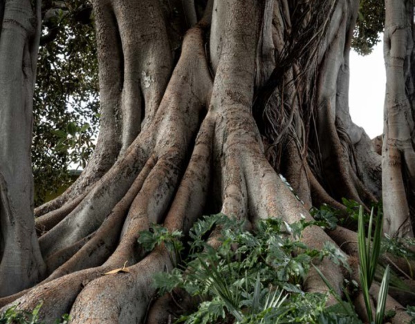 Alberi monumentali