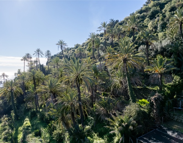 The Palm Grove