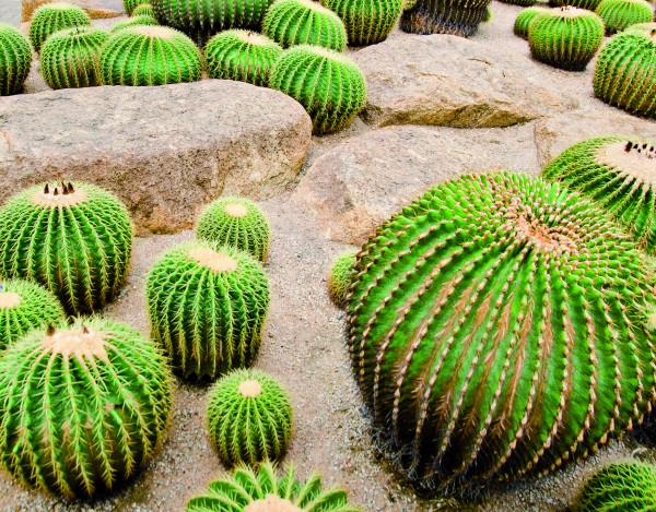 Pallanca exotic Gardens