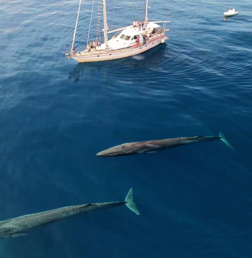 THE MARINE PROTECTED AREA